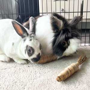 Outdoor Indoor <b>Toys</b> for Rabbit and Dog Water Hyacinth Carrot Shape Chew <b>Toys</b> for Rabbit Eco Friendly From Blue Lotus Viet Nam - Product Image 2