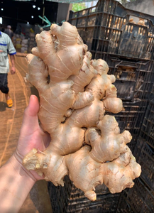 ขิงออร์แกนิกสดสำหรับการส่งออกบรรจุในกล่อง5กก. แหล่งกำเนิดของเวียดนาม - Product Image 3