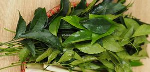 Hojas Secas de Mac Mat Clausena indica, Disponibles al por Mayor, Secado en Caliente, Liofilizadas, Hierba Vietnamita Natural - Product Image 6