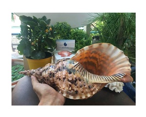 Trompeta enorme natural Triton amonita decoración pulida gran concha de caracol para artesanía o decoración a granel estilo Animal de concha marina - Product Image 1