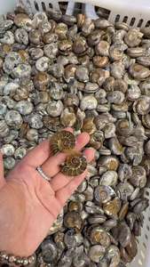 อัญมณีคู่แอมโมไนต์ธรรมชาติ AAA อัญมณีคู่แอมโมเนียมที่สวยงามสำหรับทำเครื่องประดับ - Product Image 3