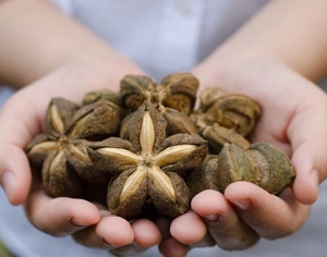 Proveedor de nueces secas Sachi Inchi-Sachi Inchi Hacer ACEITE DE Vietnam - Product Image 4