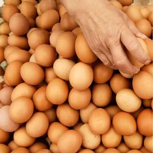 Harga grosir penetasan telur ayam telur cokelat dan putih cangkang telur ayam