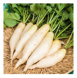 หัวไชเท้าผักสด - Product Image 4