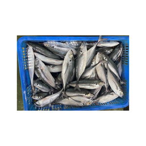 Affordable <b>frozen</b> horse mackerel perfect for restaurants and supermarkets - Product Image 5