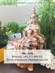 Trompette coquillages coquillage 99 or données coquillage décoration coquille Vietnam océan coquille pour ornements de maison côtiers - Product Image 6