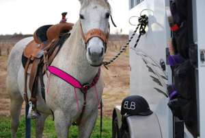 Ensemble de têtière et de poitrail de cheval de qualité supérieure |   Équipement d'équitation durable, confortable et élégant pour l'équitation et l'entraînement au meilleur prix - Product Image 4