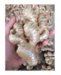 Farm Planting Factory Direct Fresh Ginger 99 Gold Data - Vietnam With Kind Ginger Good Quality For Export