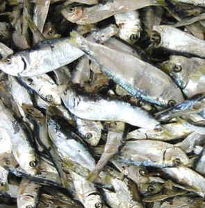 Hareng séché vietnamien authentique, excellent pour la friture ou la rôtisserie, ingrédient de fruits de mer naturel pour les repas gastronomiques - Product Image 4