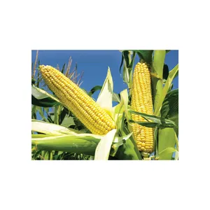 Maíz para animales al mejor precio para maíz amarillo al por mayor maíz para alimentación animal de alta calidad hecho en Europa Portugal