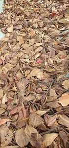 Terminalia catappa-ใช้แช่ในน้ำในตู้ปลา-ผลิตภัณฑ์คุณภาพสูงสำหรับตู้ปลา - Product Image 4