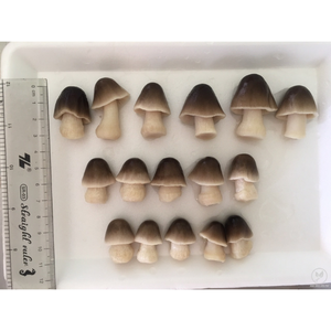 เห็ดฟางแช่แข็งสำหรับคุกกี้เห็ดในเวียดนาม - Product Image 4