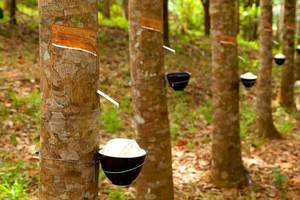 Bloc de caoutchouc naturel en forme de tasse - Product Image 3