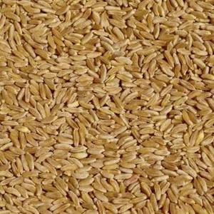Granos de Trigo Duro Orgánico de Alta Calidad Certificados, Granos Largos Marrones, 100% Pureza, 11-12% de Proteína, Origen Países Bajos - Product Image 1