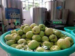 Goyave séchée du Vietnam sans sucre Meilleurs fruits vietnamiens avec exportation Akina - Product Image 5