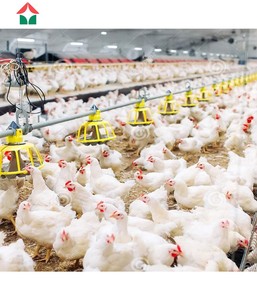 Fabricante Chino <span class=keywords><strong>de</strong></span> Gallineros para la Cría <span class=keywords><strong>de</strong></span> Aves <span class=keywords><strong>de</strong></span> Corral - Product Image 3