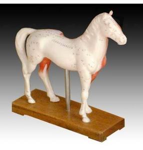 चिकित्सा विज्ञान के लिए पशु घोड़ा एक्यूपंक्चर मॉडल - Product Image 4