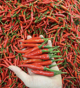 Chiles verdes frescos de primera calidad para Curry y adobos, especias de alta calidad de origen Vietnam - Product Image 6