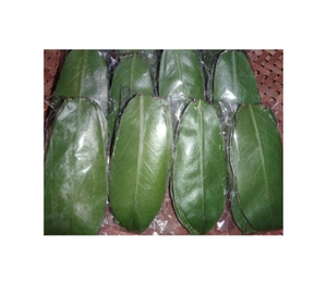 FEUILLES DE GRAVIOLA EN POUDRE DE SOURSOP/FEUILLES DE SOURSOP SÉCHÉES EN VRAC DU VIETNAM - Product Image 1