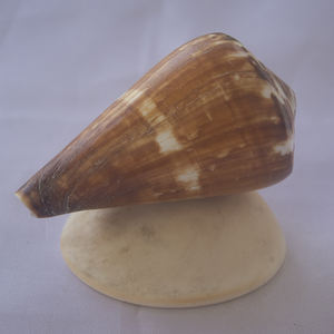 Conus vexillum Gmelin เปลือกหอยเครื่องประดับธรรมชาติเปลือกหอย conidae Conus เปลือกหอยขัดขนาด6-8ซม. - Product Image 6