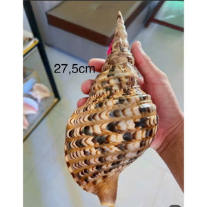 Décoration en coquillages marins naturels |   Élégant et artistique |   Vente en gros abordable - Product Image 2