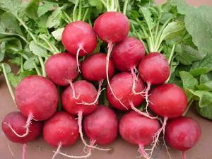 100% extrait de betterave pur noix de betterave/Sophie - Product Image 2