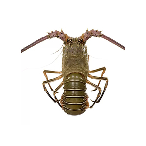 Prix d'usine Homard royal prêt pour la distribution en gros et l'exportation - Product Image 3