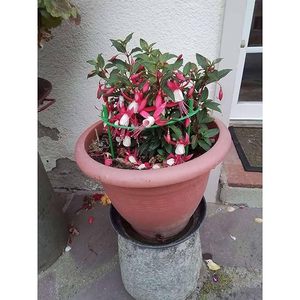 Green <b>Metal</b> <b>Plant</b> Support 3-Layer <b>Stakes</b> <b>for</b> Indoor Household Green <b>Plants</b> and Garden Use - Product Image 2