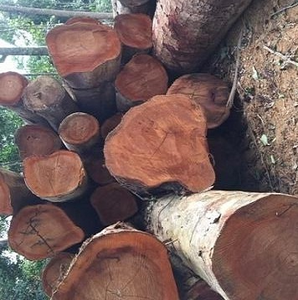 Bois de pin de qualité supérieure, bois d'œuvre scié, bois massif, bois résistant à l'eau, design contemporain, meubles et revêtements de sol, garantie de plus de 5 ans - Product Image 1