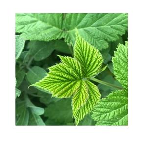 Feuilles de framboisier biologiques de qualité supérieure, utilisées dans les boissons fonctionnelles, les compléments alimentaires, les formules de soins de la peau et de soins capillaires - Product Image 1