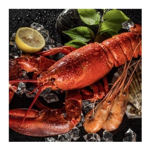 กุ้งมังกรอเมริกันคุณภาพสูง สด/แช่แข็ง ขายในราคาขายส่งที่ถูกที่สุด - Product Image 5