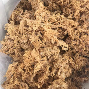 Trato de algas saladas Cottonii Vietnam fuente cruda bien seca para procesar algas saladas Cottonii exportación al por mayor de Vietnam - Product Image 2