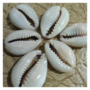 Seashell Cowry Coastal Craft, Unique Seashell Cowry Home Decor, hecho a mano para regalos ecológicos y estilo inspirado en el océano - Product Image 5