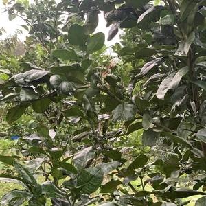 ใบส้มโอแห้งสำหรับชาสมุนไพร ดีท็อกซ์ และการผ่อนคลาย จำหน่ายจำนวนมากจากเวียดนาม - Product Image 4