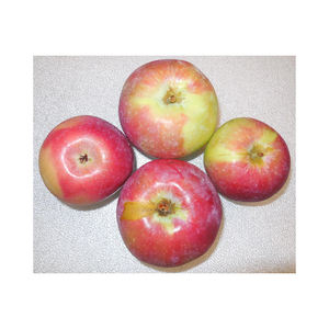 Pomme Honeycrisp fraîche, juteuse, sucrée et croquante, pour les supermarchés en gros, les distributeurs et les acheteurs exportateurs - Product Image 5