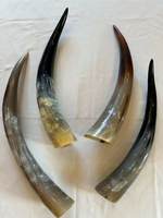 Cornes de vache naturelles polies de qualité supérieure, écologiques et faites à la main, pour la décoration et la boisson, cornes géantes authentiques pour l'artisanat et les objets de collection