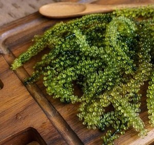 Uva marina seca verde Fabricación de grado premium en las algas marinas más vendidas de Vietnam - Product Image 6