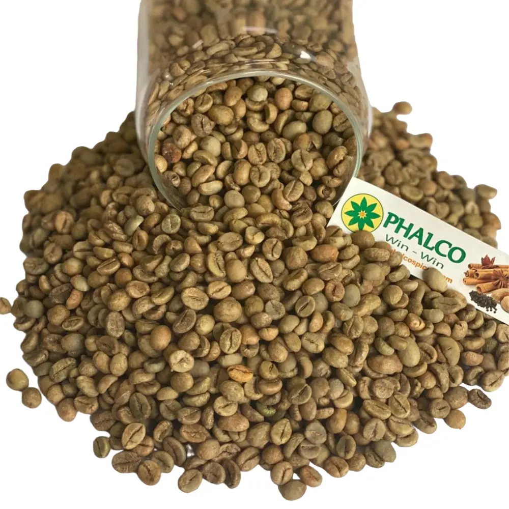 Green coffee beans Robusta S16 from Buon Me Thuot Vietnam High quality Raw coffee processing hot sale