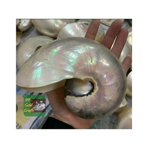 VIETNAM NAUTILUS SEASHELL PREMIUM NATURAL CONCHAS DECORATIVAS PROVEEDOR AL POR MAYOR DE ARTE ARTESANÍA DECORACIÓN DEL HOGAR EXPORTACIÓN - Product Image 2