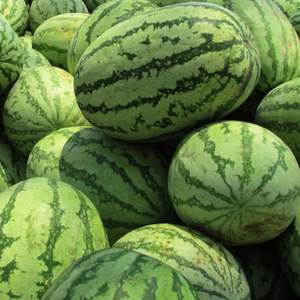 Sandía Fresca Dulce de Alta Calidad |   Cosecha Fresca |   Sandía de Pulpa Roja de Alta Calidad para Exportación, Jugosa - Product Image 5