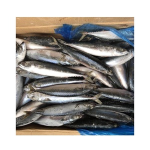Pescado caballa española entera congelada, muy vendida, a un precio muy económico - Product Image 5