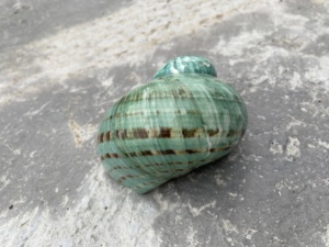 Améliorez votre décoration intérieure avec les teintes vibrantes et scintillantes des coquilles de conque authentiques - Product Image 6