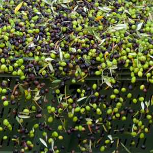 Aceite de Oliva Virgen Extra Pruneti IGP Toscano Primer prensado en frío Alto en polifenoles Calidad Premium Botella de vidrio de 500ml Uso de temporada - Product Image 3