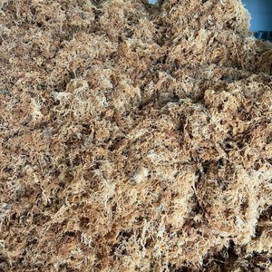สาหร่ายทะเลแห้งจากเวียดนาม Eucheuma cottonii สาหร่ายสีม่วงทอง - Product Image 5
