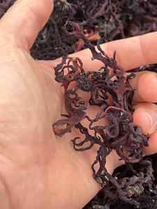 Mousse de mer séchée vietnamienne de qualité supérieure infusée de délicieux assaisonnements et d'algues nori, emballée commodément dans des sacs - Product Image 6