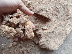 HIGH QUALITY WOOD SAWDUST for AGRICULTURE BIOMASS WOOD SAWDUST READY to SHIP MIXED WOOD POWDER SHAVING - Product Image 2