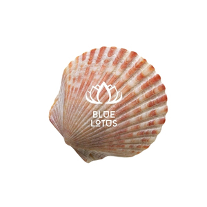 COLORFULL SEASHELL MIXED SIZE MAXIMUM SIZE 15 CM CRB SHELL DINNER in RESTAURANT EU MARKET BLUE LOTUS SMOOTH WHITE CLEAN - Product Image 1