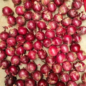 Cebollas Rojas Redondas Frescas Orgánicas de Primera Calidad Sin Pelar, Suministro al por Mayor de Alemania, Mejor Precio por Tonelada, Entrega Rápida Garantizada - Product Image 5