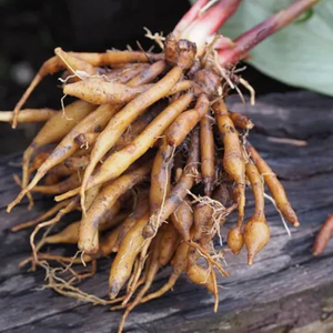 ผู้จัดจำหน่ายจากเวียดนาม รากมังกรแช่แข็ง รากมังกรแช่แข็งบริสุทธิ์ 5.29 ออนซ์ รากมังกรแช่แข็ง ถุง 4 ออนซ์ - Product Image 4