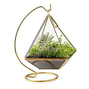 Decorative Box Plant <b>Terrarium</b> Display - Product Image 6
